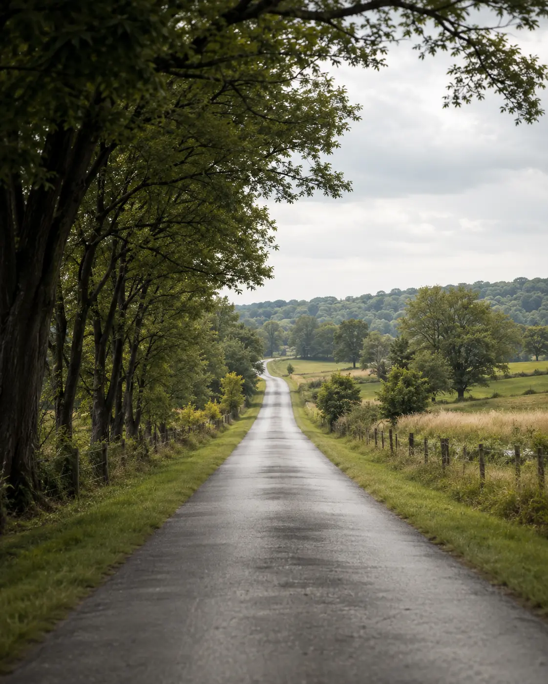A narrow country lane running between trees and open fields