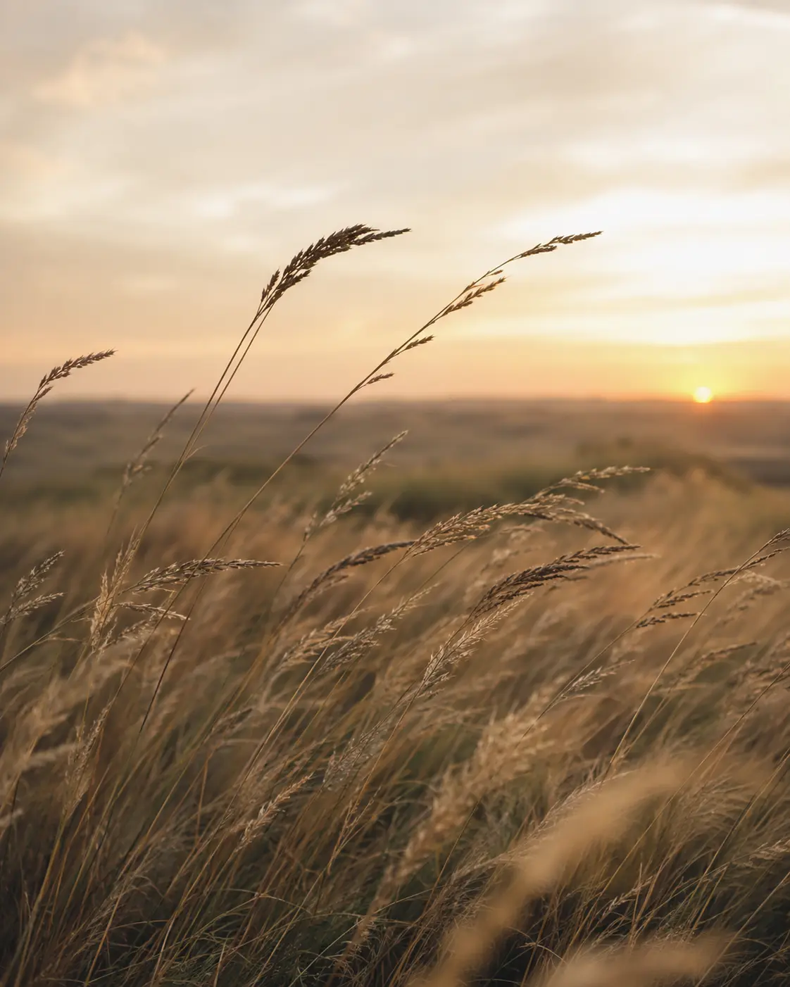 Tall grass seed heads moving in the wind at sunset